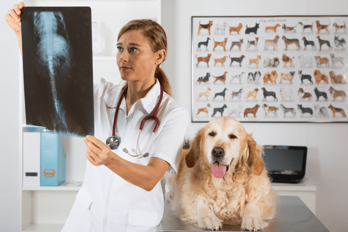 5 Estratégias de marketing digital para clínicas veterinárias que farão seu negócio decolar
